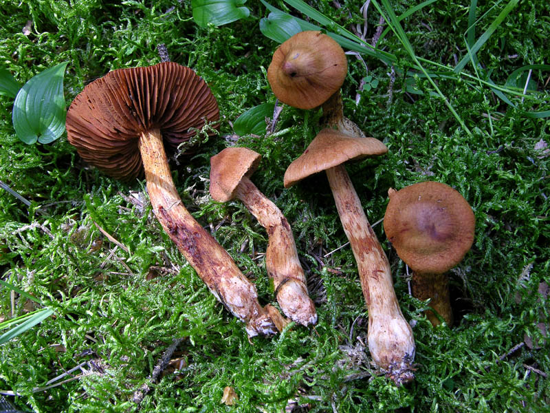 Cortinarius rubellus/C.orellanoides var. speciosissimus